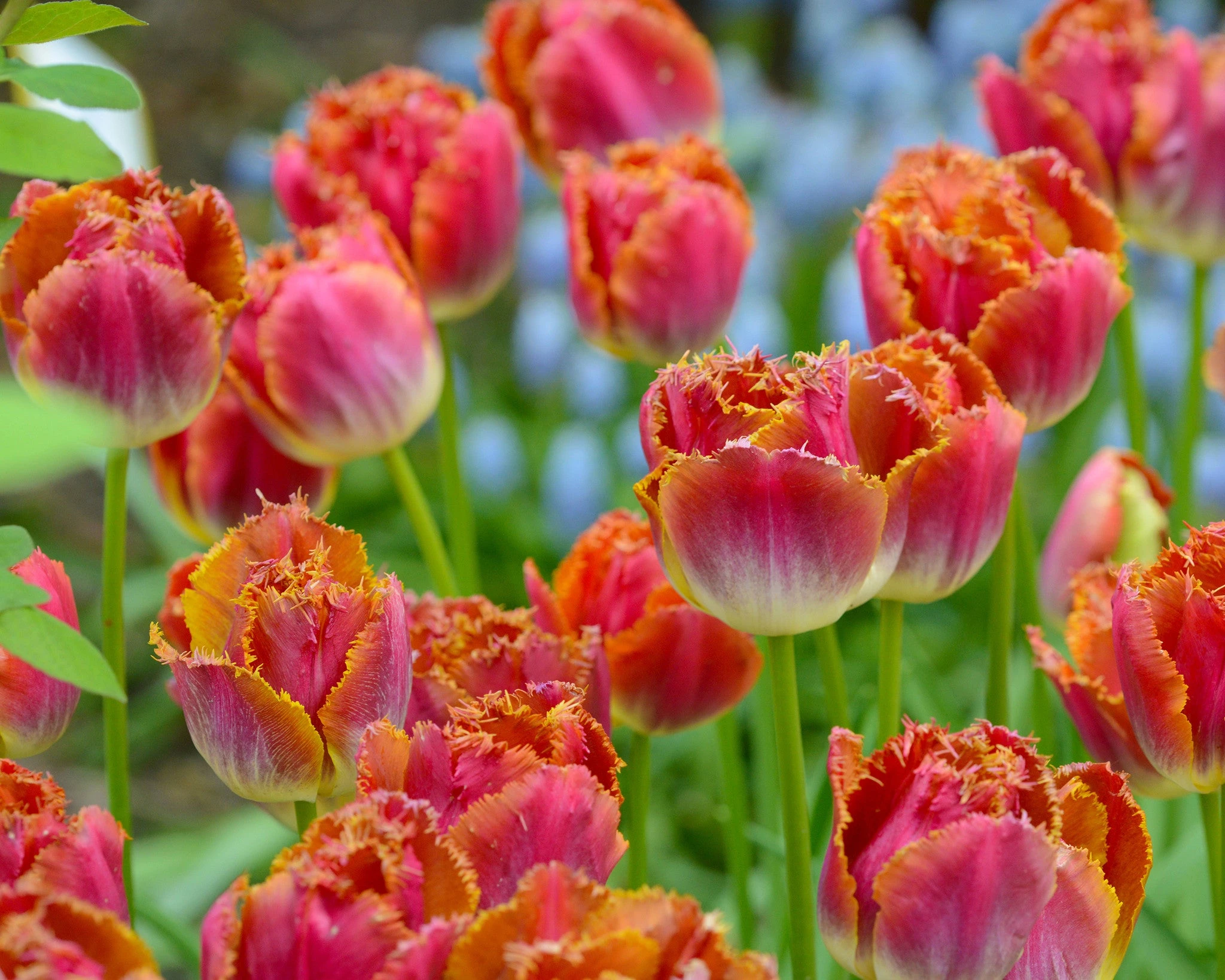 Tulip 'Miami Sunset' 4 Tulip 'Miami Sunset' - Image 2