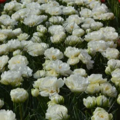 Tulip 'Mount Tacoma' -UK Garden Plants Sales 2024 tulip mondial 1