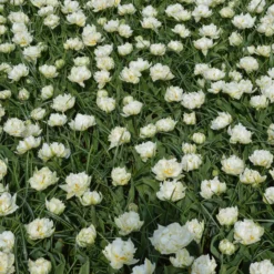 Tulip 'Mount Tacoma' -UK Garden Plants Sales 2024 tulip mondial 2