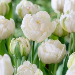 Tulip 'Mount Tacoma' -UK Garden Plants Sales 2024 tulip mount tacoma 1