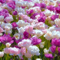 Tulip 'Mount Tacoma' -UK Garden Plants Sales 2024 tulip mount tacoma 1 a5d1fca9 dfd1 4e20 9f8a 96e68a74b7e6 scaled