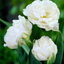 Tulip 'Mount Tacoma' -UK Garden Plants Sales 2024 tulip mount tacoma 2