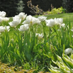 Tulip 'Mount Tacoma' -UK Garden Plants Sales 2024 tulip mount tacoma 2 c0b8241a 31ad 404d 818e fcd6ed25ae0c scaled