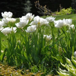 Tulip 'Mount Tacoma' -UK Garden Plants Sales 2024 tulip mount tacoma 3