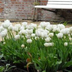 Tulip 'Mount Tacoma' -UK Garden Plants Sales 2024 tulip mount tacoma 3 4ff825fc 38cf 477a a35f 2ae2c7a33200 scaled