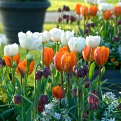 Tulip 'Mount Tacoma' -UK Garden Plants Sales 2024 tulip mount tacoma 4
