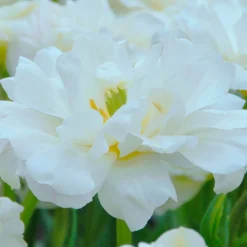 Tulip 'Mount Tacoma' -UK Garden Plants Sales 2024 tulip mount tacoma 4 299806a6 b5e8 40be bc42 e3c0de0d121d