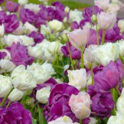 Tulip 'Mount Tacoma' -UK Garden Plants Sales 2024 tulip mount tacoma 5 scaled