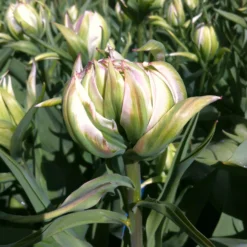 Tulip 'Mystery Valley' -UK Garden Plants Sales 2024 tulip mystery valley 0