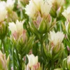 Tulip 'Mystery Valley' 1 Tulip 'Mystery Valley' -UK Garden Plants Sales 2024 tulip mystery valley 1