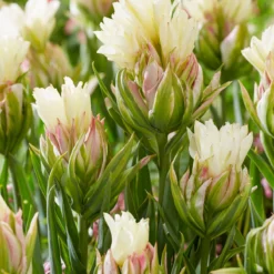 Tulip 'Mystery Valley'