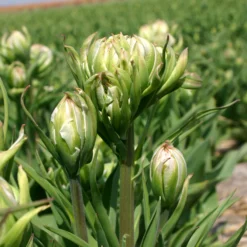 Tulip 'Mystery Valley' -UK Garden Plants Sales 2024 tulip mystery valley 1 c9219a03 238d 4434 9cdb f4a512b98cc8