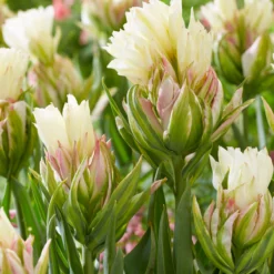 Tulip 'Mystery Valley' -UK Garden Plants Sales 2024 tulip mystery valley 2