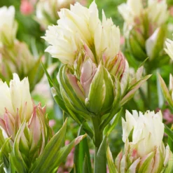 Tulip 'Mystery Valley' -UK Garden Plants Sales 2024 tulip mystery valley 3