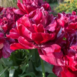 Tulip 'Nachtwacht' -UK Garden Plants Sales 2024 tulip nachtwacht 0 scaled