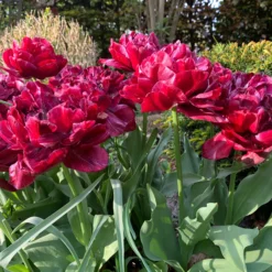 Tulip 'Nachtwacht' -UK Garden Plants Sales 2024 tulip nachtwacht 01 scaled