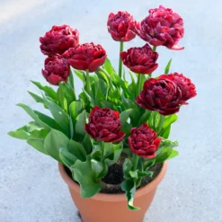 Tulip 'Nachtwacht' -UK Garden Plants Sales 2024 tulip nachtwacht 1 scaled