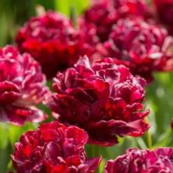 Tulip 'Nachtwacht' -UK Garden Plants Sales 2024 tulip nachtwacht 2 scaled