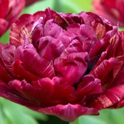 Tulip 'Nachtwacht' -UK Garden Plants Sales 2024 tulip nachtwacht 3