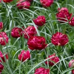 Tulip 'Nachtwacht' -UK Garden Plants Sales 2024 tulip nachtwacht 4 scaled