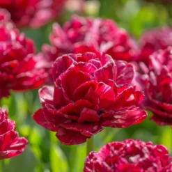Tulip 'Nachtwacht' -UK Garden Plants Sales 2024 tulip nachtwacht 5 scaled