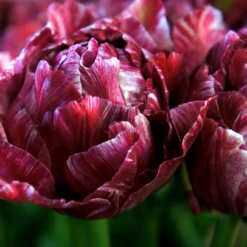 Tulip 'Nachtwacht' -UK Garden Plants Sales 2024 tulip nachtwacht 7