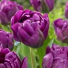 Tulip 'Negrita Double' -UK Garden Plants Sales 2024 tulip negrita double 1