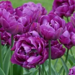 Tulip 'Negrita Double' -UK Garden Plants Sales 2024 tulip negrita double 10 scaled