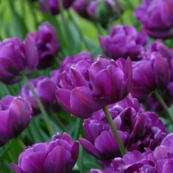 Tulip 'Negrita Double' -UK Garden Plants Sales 2024 tulip negrita double 11 scaled