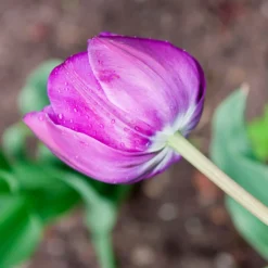 Tulip 'Negrita Double' -UK Garden Plants Sales 2024 tulip negrita double 4 scaled