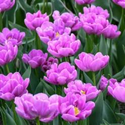 Tulip 'Negrita Double' -UK Garden Plants Sales 2024 tulip negrita double 5 scaled