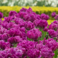 Tulip 'Negrita Double' -UK Garden Plants Sales 2024 tulip negrita double 6 scaled