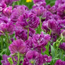 Tulip 'Negrita Double' -UK Garden Plants Sales 2024 tulip negrita double 7 scaled