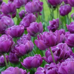 Tulip 'Negrita Double' -UK Garden Plants Sales 2024 tulip negrita double 8 scaled