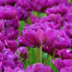 Tulip 'Negrita Double' -UK Garden Plants Sales 2024 tulip negrita double 9 scaled