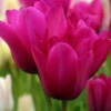 Tulip 'Night Club' -UK Garden Plants Sales 2024 tulip night club 1