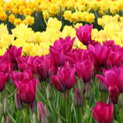 Tulip 'Night Club' 11 Tulip 'Night Club' -UK Garden Plants Sales 2024 tulip night club 2 scaled