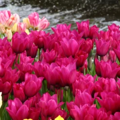 Tulip 'Night Club' 9 Tulip 'Night Club' -UK Garden Plants Sales 2024 tulip night club 5 scaled