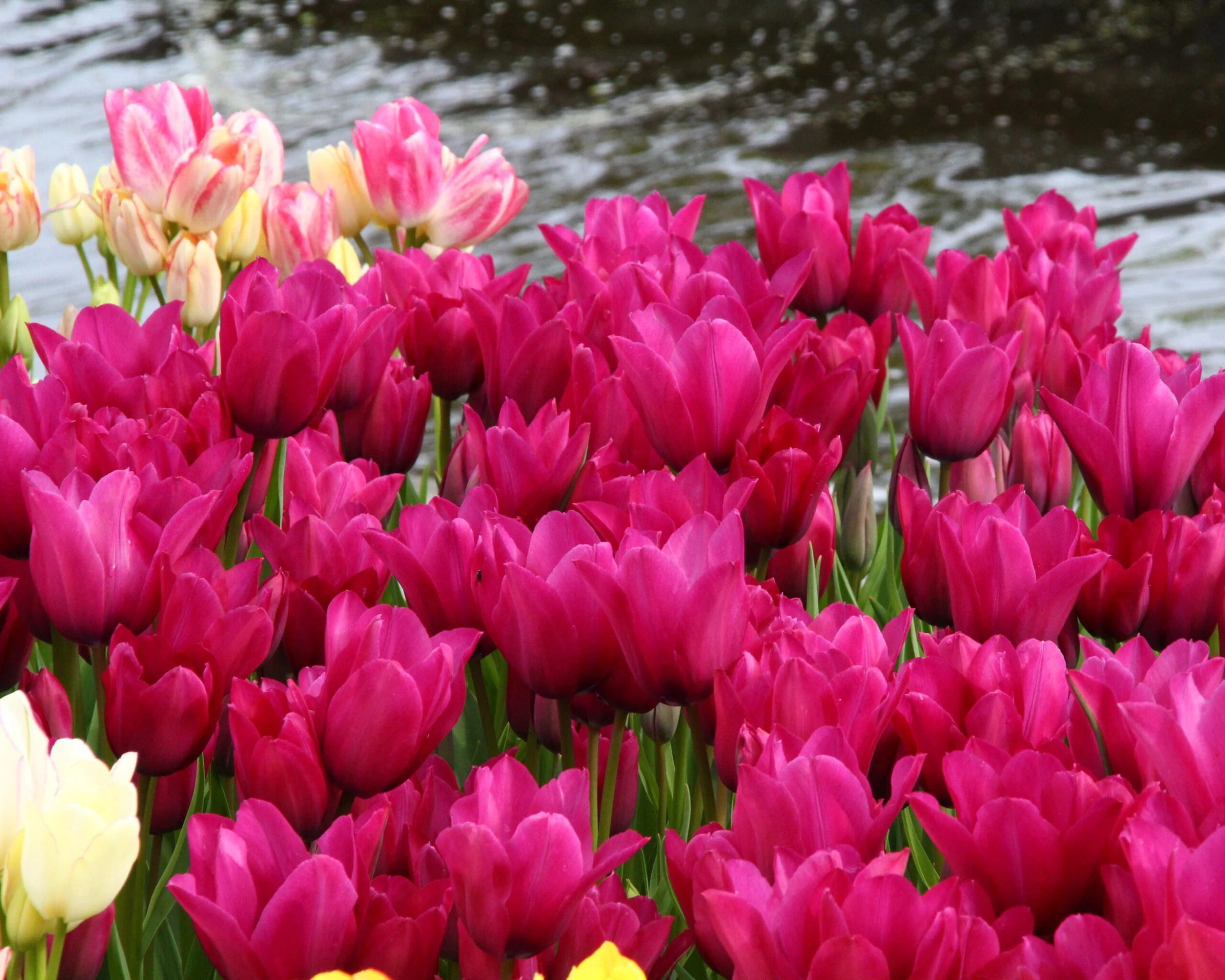 Tulip 'Night Club' 5 Tulip 'Night Club' - Image 3