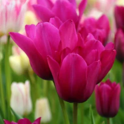 Tulip 'Night Club' 10 Tulip 'Night Club' -UK Garden Plants Sales 2024 tulip night club 8 scaled