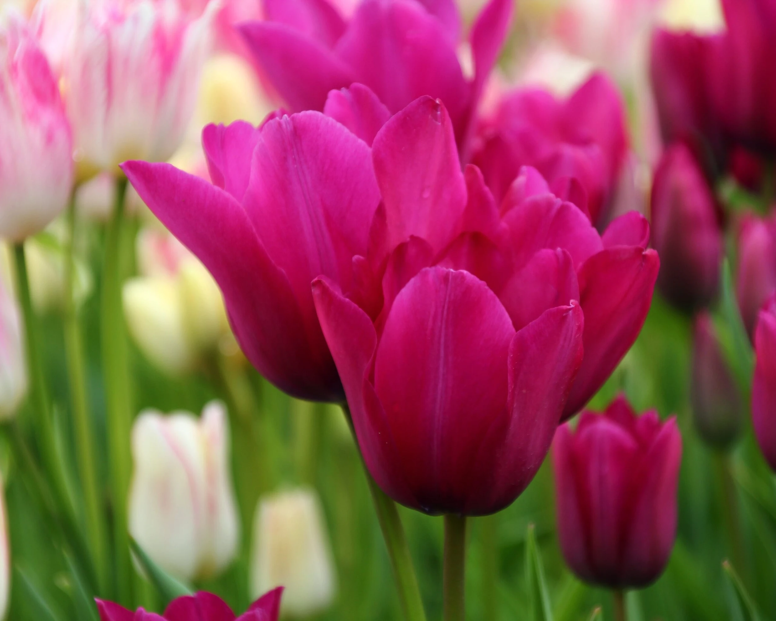 Tulip 'Night Club' 6 Tulip 'Night Club' - Image 4