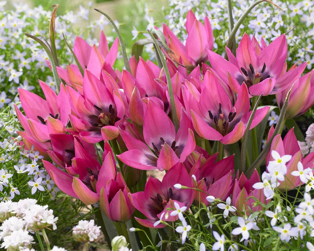 Tulip 'Norah' 4 Tulip 'Norah' - Image 2