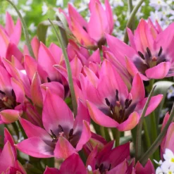 Tulip 'Norah' 7 Tulip 'Norah' -UK Garden Plants Sales 2024 tulip norah 3