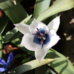 Tulip 'Coerulea Oculata Alba' -UK Garden Plants Sales 2024 tulip oculata alba 00