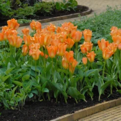 Tulip 'Orange Emperor' 12 Tulip 'Orange Emperor' -UK Garden Plants Sales 2024 tulip orange emperor 1