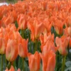 Tulip 'Orange Emperor' -UK Garden Plants Sales 2024 tulip orange emperor 2