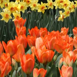 Tulip 'Orange Emperor' 17 Tulip 'Orange Emperor' -UK Garden Plants Sales 2024 tulip orange emperor 2 c9651543 650c 4f11 8d40 e2c95eb38171