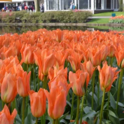 Tulip 'Orange Emperor' 14 Tulip 'Orange Emperor' -UK Garden Plants Sales 2024 tulip orange emperor 3