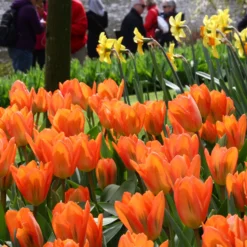 Tulip 'Orange Emperor' 15 Tulip 'Orange Emperor' -UK Garden Plants Sales 2024 tulip orange emperor 3 ef3968cb d5c6 4347 8eaf 116c3afa8e80