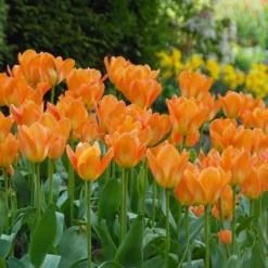 Tulip 'Orange Emperor' 16 Tulip 'Orange Emperor' -UK Garden Plants Sales 2024 tulip orange emperor 5